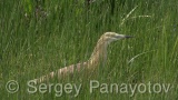 Video of Squacco Heron - Squacco Heron hunting fish near to the Shabla lake